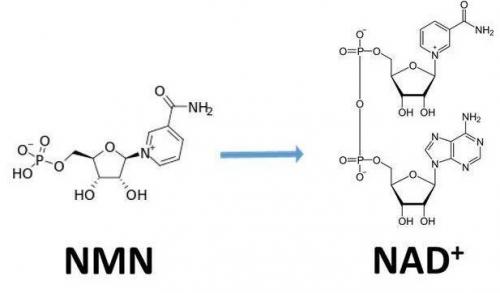 從生物學(xué)角度看NMN:為何能延緩衰老和提高免疫力？